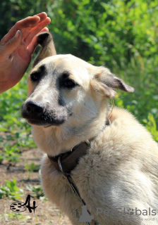 Zdjęcie №2 do zapowiedźy № 9751 na sprzedaż  pies nierasowy - wkupić się Federacja Rosyjska prywatne ogłoszenie