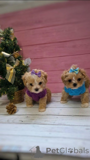 Zdjęcie №1. pudel (zabawka) - na sprzedaż w Monachium | 2153zł | Zapowiedź №159054