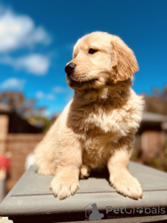 Zdjęcie №3. Kod paleniska Golden Retriever. Kanada