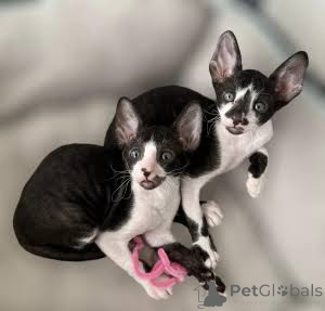 Zdjęcie №1. kot cornish rex - na sprzedaż w Augustaw | negocjowane | Zapowiedź № 173137