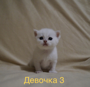 Zdjęcie №3. Brytyjskie koty. Federacja Rosyjska