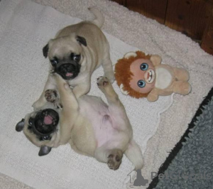 Zdjęcie №1. mops - na sprzedaż w Berlin | negocjowane | Zapowiedź №136154