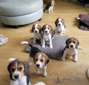 Zdjęcie №1. beagle (rasa psa) - na sprzedaż w Мадрид | Bezpłatny | Zapowiedź №36845