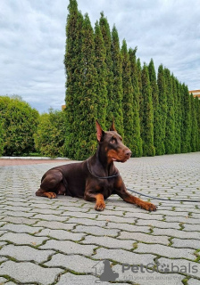 Dodatkowe zdjęcia: Doberman KSU/FCI