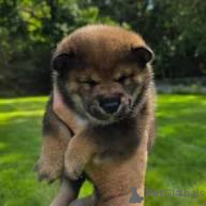 Zdjęcie №3. Adorables sprzedają Shiba Inu. Francja