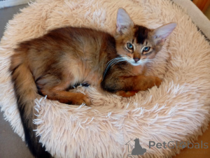 Zdjęcie №4. Sprzedam  w Ryga. hodowca - cena - 4305zł