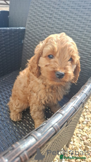 Zdjęcie №3. Piękne szczenięta F1B Cavapoo. W pełni opracowane przez zdrowie. Austria