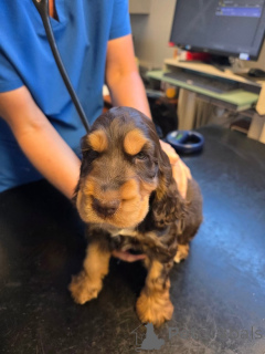 Zdjęcie №1. cocker spaniel angielski - na sprzedaż w Alavus | 2780zł | Zapowiedź №169105