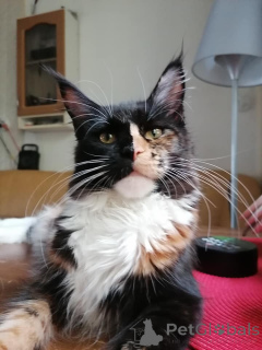Zdjęcie №3. Gatito Maine Coon en venta. Hiszpania