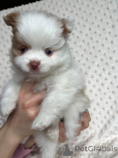 Zdjęcie №2 do zapowiedźy № 167361 na sprzedaż  szpic miniaturowy - wkupić się Polska 