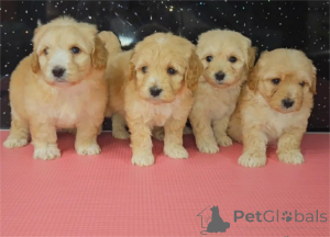 Zdjęcie №1. maltipu - na sprzedaż w Cölbe | 1674zł | Zapowiedź №153442