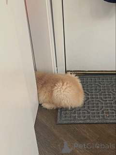 Zdjęcie №3. D'adorables chiots Golden Retriever cherchent un foyer aimant!. Francja