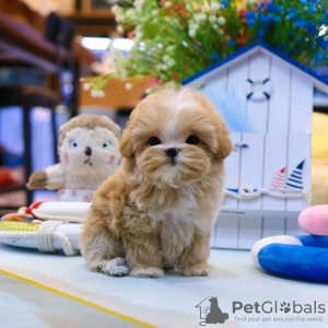 Zdjęcie №3. Szczenięta Maltipoo szukają nowego domu Biznesowy WhatsApp 37256062792. Finlandia