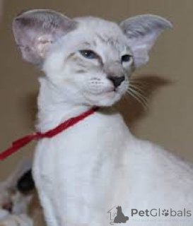 Zdjęcie №3. Chatons Orientaux à poil court dostępne są à la vente.. Belgia
