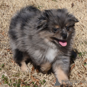 Zdjęcie №1. szpic miniaturowy - na sprzedaż w Berlin | 2153zł | Zapowiedź №135997