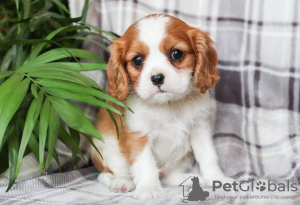 Zdjęcie №1. cavalier king charles spaniel - na sprzedaż w Brno | Bezpłatny | Zapowiedź №124147