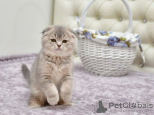 Zdjęcie №1. scottish fold - na sprzedaż w Антверпен | Bezpłatny | Zapowiedź № 128943