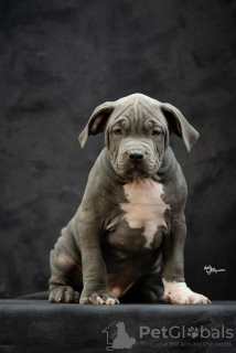 Zdjęcie №4. Sprzedam american bully w Ниш.  - cena - negocjowane