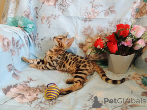 Zdjęcie №1. kot bengalski - na sprzedaż w Krasnodar | 3001zł | Zapowiedź № 8094