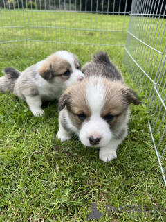 Zdjęcie №1. welsh corgi - na sprzedaż w Франкфурт-на-Майне | 1256zł | Zapowiedź №103539