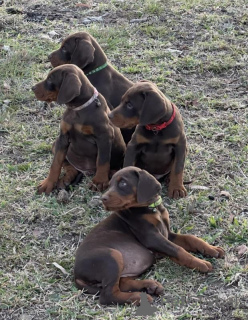 Zdjęcie №3. Rodowód Europejskich szczeniąt dobermanów Imp z linii krwi. Włochy