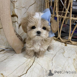 Zdjęcie №1.  - na sprzedaż w Coolov Coolov | 2734zł | Zapowiedź №161560