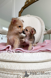 Zdjęcie №4. Sprzedam pies nierasowy w Warrnambool. hodowca - cena - 3304zł