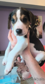 Zdjęcie №1. rosyjski pies - na sprzedaż w Hamburg | 7zł | Zapowiedź №166244