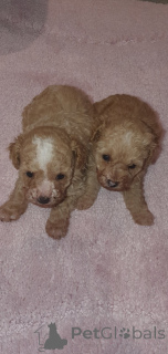 Zdjęcie №2 do zapowiedźy № 159151 na sprzedaż  maltipu - wkupić się USA prywatne ogłoszenie