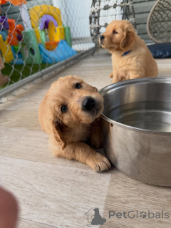 Zdjęcie №2 do zapowiedźy № 169352 na sprzedaż  golden retriever - wkupić się Republika Czeska hodowca