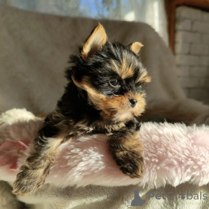 Zdjęcie №4. Sprzedam yorkshire terrier w Bielefeld. hodowca - cena - 1435zł
