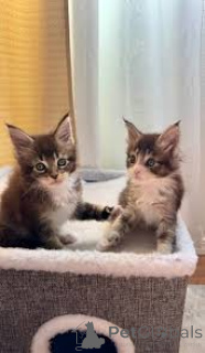 Zdjęcie №3. Kauniita maine coon -pentuja myytävänä. Finlandia
