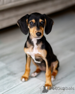 Zdjęcie №1. pies nierasowy - na sprzedaż w Petersburg | Bezpłatny | Zapowiedź №156335