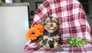 Zdjęcie №1. yorkshire terrier - na sprzedaż w Abu Dabi | negocjowane | Zapowiedź №158651