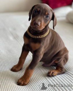 Zdjęcie №1. doberman - na sprzedaż w Warszawa | Bezpłatny | Zapowiedź №163827