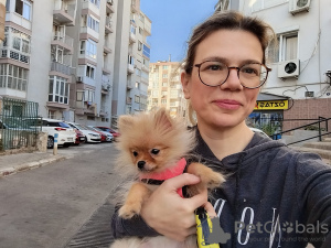 Zdjęcie №3. Pomeranian Spitz. Cypr