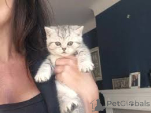 Zdjęcie №3. Chatons Européens à Poil Court do sprzedaży. Belgia