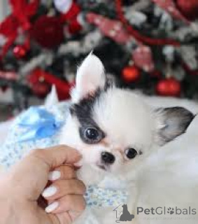 Zdjęcie №1. chihuahua (rasa psów) - na sprzedaż w Flensburg | 3348zł | Zapowiedź №167598