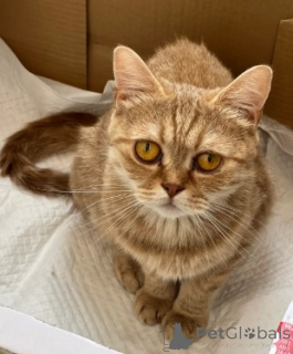 Zdjęcie №2 do zapowiedźy № 161177 na sprzedaż  munchkin - wkupić się Niemcy hodowca