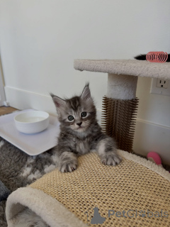 Zdjęcie №3. Klasyczny brązowy pręgowany kociak Maine Coon, odważne znaczenia i duża. Niemcy