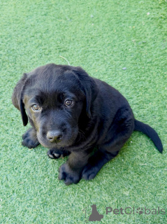 Zdjęcie №2 do zapowiedźy № 177478 na sprzedaż  labrador retriever - wkupić się Francja prywatne ogłoszenie