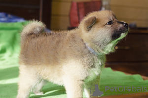 Zdjęcie №2 do zapowiedźy № 7195 na sprzedaż  akita (rasa psa) - wkupić się Ukraina prywatne ogłoszenie, hodowca