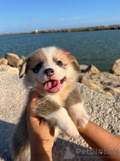 Dodatkowe zdjęcia: Sprzedam szczenięta Pembroke corgi