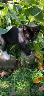 Zdjęcie №3. Electrobroom to czarno-biały kotek.. Federacja Rosyjska
