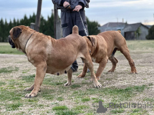 Zdjęcie №4. Sprzedam boerboel w Belgrad. hodowca - cena - negocjowane