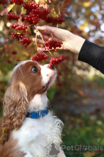 Dodatkowe zdjęcia: Cavalier King Charles Spaniel