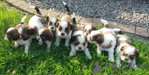 Dodatkowe zdjęcia: Śliczne szczeniaczki Shih tzu