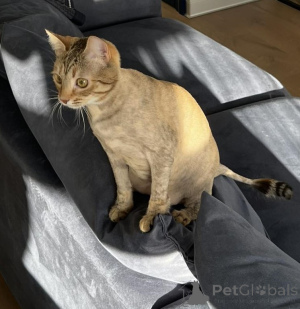 Zdjęcie №4. Sprzedam  w Mińsk. prywatne ogłoszenie - cena - Bezpłatny