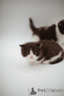 Zdjęcie №1. perskie - na sprzedaż w Essingen | 1148zł | Zapowiedź № 144556