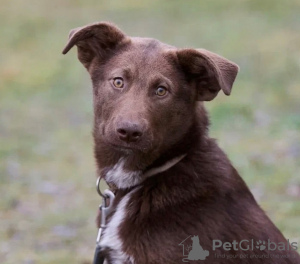 Zdjęcie №2 do zapowiedźy № 21675 na sprzedaż  pies nierasowy - wkupić się Federacja Rosyjska prywatne ogłoszenie